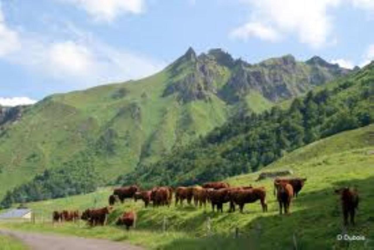 Tulipe, Appartement 5 Personnes, Entre Sancy Et Volcans D'Auvergne 오르시발 외부 사진